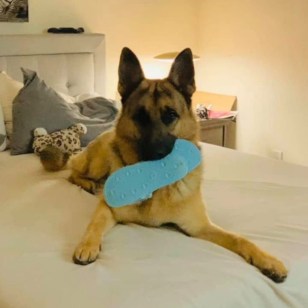 New Jersey Woman Seeks Return of Service Dog Amid Dispute Over Late Mother’s Estate 1 Rocky
