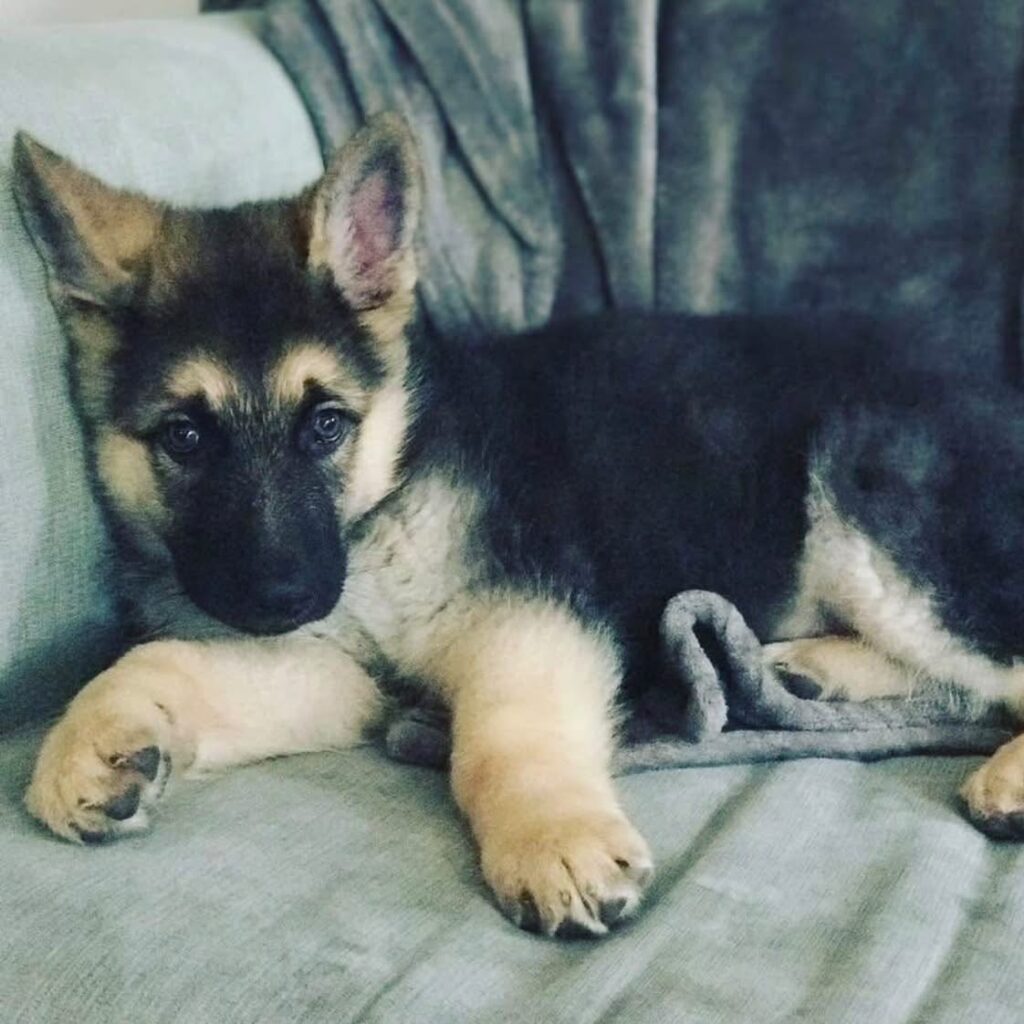 New Jersey Woman Seeks Return of Service Dog Amid Dispute Over Late Mother’s Estate 2 Rocky 2