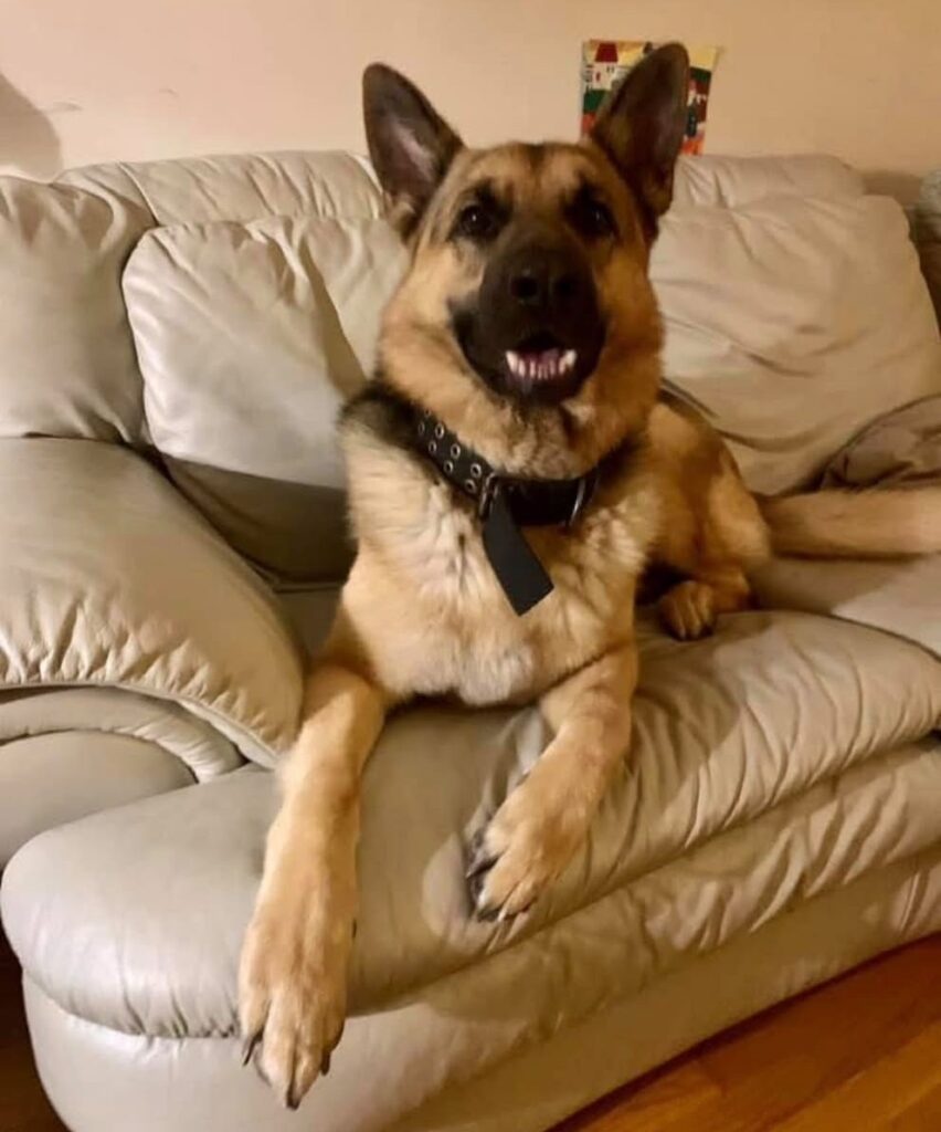 New Jersey Woman Seeks Return of Service Dog Amid Dispute Over Late Mother’s Estate New Jersey Woman Seeks Return of Service Dog Amid Dispute Over Late Mother’s Estate